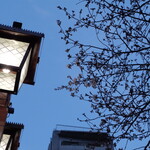 一〇そば - 満開が楽しみだ