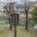 手打ち蕎麦・鮨 いまふく - 流水の桜　稲荷駅