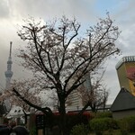 モスバーガー - 隅田川公園の桜も咲きはじめました。