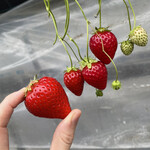 姫路ハートフル観光農園 - 