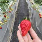 姫路ハートフル観光農園 - 