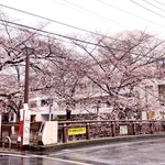 FRAMES - お店近くの目黒川の桜