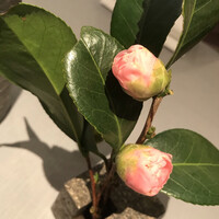 リストランテ・ホンダ - 