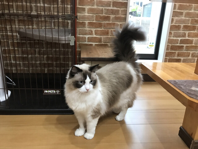 もふもふパラダイス スフィンクス トイボブ By 夜廻り猫 猫カフェ紅葉 ネコカフェモミジ 岡田浦 その他 食べログ