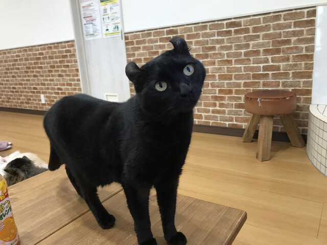 もふもふパラダイス スフィンクス トイボブ By 夜廻り猫 猫カフェ紅葉 ネコカフェモミジ 岡田浦 その他 食べログ