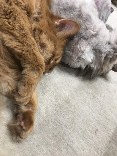 もふもふパラダイス スフィンクス トイボブ By 夜廻り猫 猫カフェ紅葉 ネコカフェモミジ 岡田浦 その他 食べログ