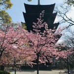 御菓子司 東寺餅 - 東寺の五重塔と桜