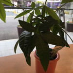 カフェダイニング 529 - 