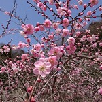 広東飯店　美香園 - この日は梅が咲いていました