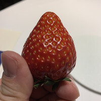 HAGI - 日本一のとちおとめ