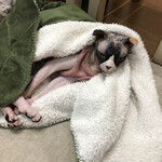 もふもふパラダイス スフィンクス トイボブ By 夜廻り猫 猫カフェ紅葉 ネコカフェモミジ 岡田浦 その他 食べログ もふもふパラダイス スフィンクス トイボブ By 夜廻り猫 猫カフェ紅葉 ネコカフェモミジ 岡田浦 その他 食べログ
