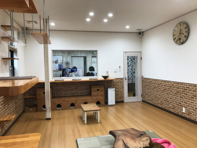 猫カフェ紅葉 ネコカフェモミジ 岡田浦 その他 食べログ 猫カフェ紅葉 ネコカフェモミジ 岡田浦 その他 食べログ