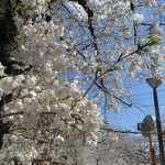 スターバックス リザーブ ロースタリー トウキョウ - 目黒川沿いの桜