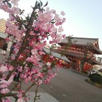 Katsuya - 梅や桜が咲き、、、春てすね！