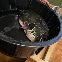 日本料理 梅林 -  日本料理 梅林 -