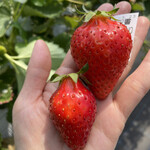 姫路ハートフル観光農園 - 