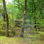 フォレスト ヴェール - 