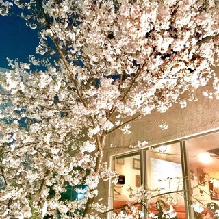 3月下旬から中庭の桜で店内全ての窓から全席で花見が可能です