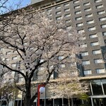 鉄板焼 桂 - 桜がほぼ満開でした