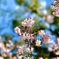 木山 - ポカポカ陽気に誘われて、京都御所を散策。もう桜は満開。やっぱり日本の季節の変わり目は"桜"ですね。日本人の魂♡
