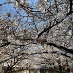 DEAN&DELUCA CAFE - 目黒川の桜1