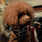 ＭＯＭＩＮＯＫＩ ＨＯＵＳＥ - シェリ①