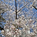 八千穂寿司 - 外濠公園(土手)の桜1