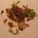 ル　ピニョン - 