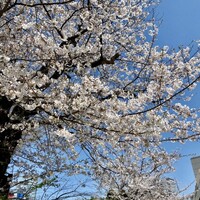 ロッシ - 市ヶ谷駅の桜