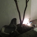 神保町 傳 - 甘味　神保町の苔1　～エントランスの前フリ①～