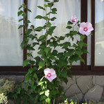 仙石高原大箱根一の湯 - お散歩でみつけた芙蓉  