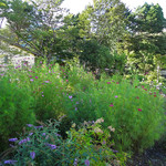 仙石高原大箱根一の湯 - 秋のコスモス