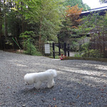 仙石高原大箱根一の湯 - ドッグ・ラン（１）