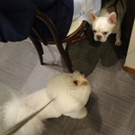 仙石高原大箱根一の湯 - お友達になりました