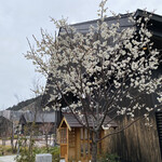 Onagawa Umi No Zen Nyu- Ko Nori - 東北にも春が来ています