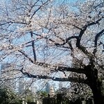 Oishii Ryouri To Osake Bochibochi - 青山墓地の桜も満開に