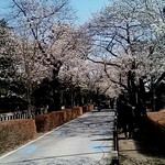 Oishii Ryouri To Osake Bochibochi - 桜のトンネル