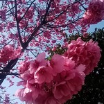 Oishii Ryouri To Osake Bochibochi - 花屋の向かいの桜