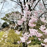 The Garden - 枝垂れ桜