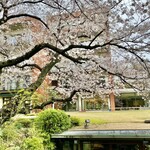 The Garden - カフェから見える大きな桜の木