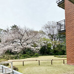 Restaurant SAKURA - ラウンジからの桜1