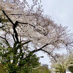 Restaurant SAKURA - ファサードの坂道の2本の桜