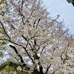 Restaurant SAKURA - 並びの東洋英和の桜