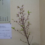 ふじ - そばで花見(^^♪