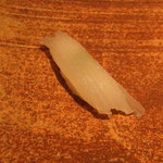 鮨座 醤の - 剣先イカ