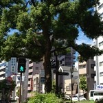 杏杏 - 杏杏は下山手通から脇道へ入る