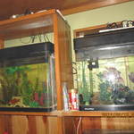 すこーぴおん - 