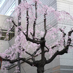 エビスエスクラッシコ - 枝垂れ桜が満開〜♬