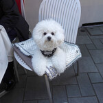 エビスエスクラッシコ - ビーチェには美味しいお水