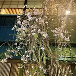 Shinsuke - 建屋前の枝垂れ桜。